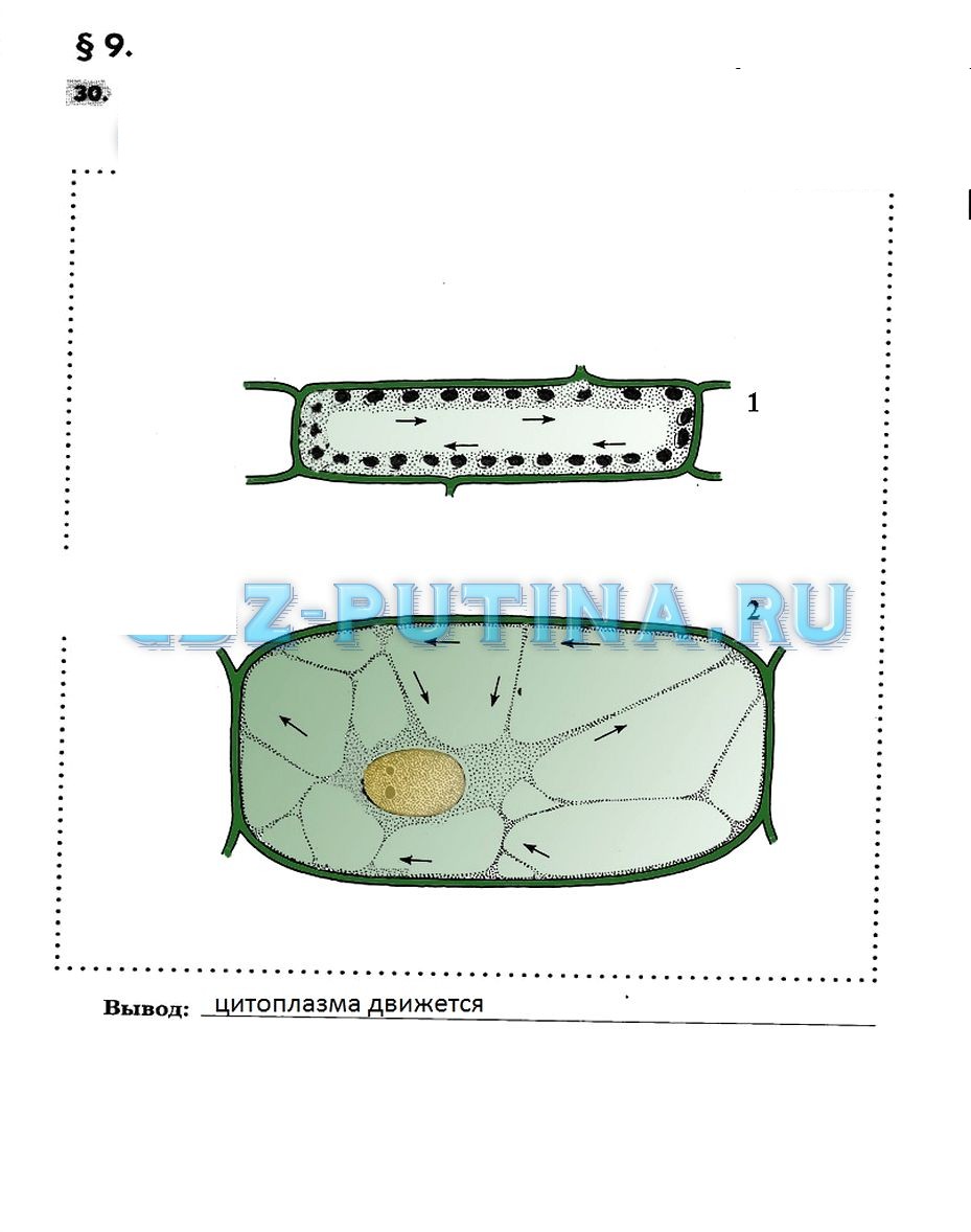 Клетка биология 5 класс пасечник. Наблюдение движения цитоплазмы 5 класс. Наблюдение движение цитоплазмы биология 5 класс. Рисунок движение цитоплазмы в растительной клетке 5 класс. Лабораторная работа наблюдение движения цитоплазмы.