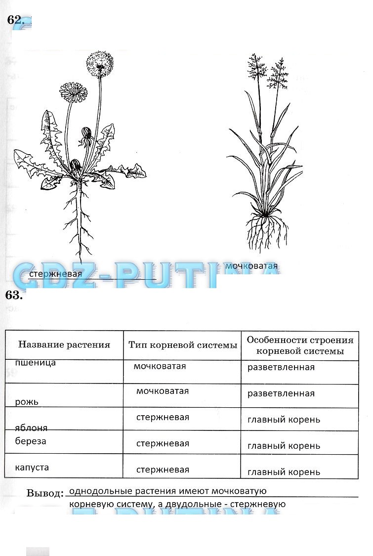 Биология 6 класс рабочая тетрадь стр 61