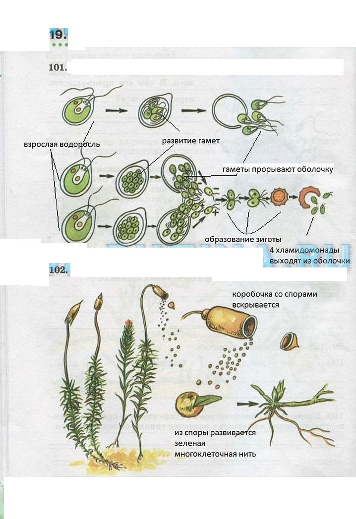 Почему для размножения мхов нужна вода. Размножение водорослей 5 класс биология. Цикл развития водорослей и мхов.