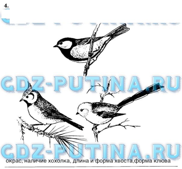 Класс птицы 7 класс рабочая тетрадь. Рассмотрите изображенных на рисунке птиц. Рассмотрите рисунки . Какие виды птиц изображены. Рассмотрите изображённых на рисунке птиц сравните их. Найдите на рисунке птицу тест.