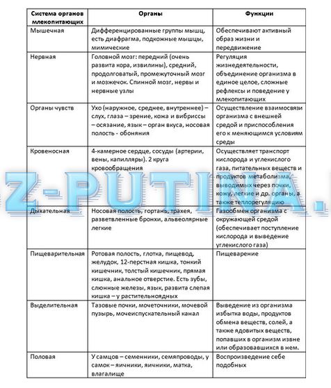 Таблица органов биология 7 класс. Системы органов млекопитающих таблица. Строение и функции систем внутренних органов млекопитающего таблица. Таблица по биологии 7 система органов, млекопитающих. Внутреннее строение млекопитающих таблица система строение функции.